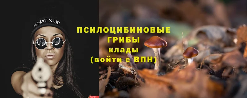 купить   Чкаловск  Галлюциногенные грибы Psilocybine cubensis 